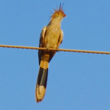 Little nice bird